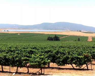 One of Israel’s top wine and spirits journalists