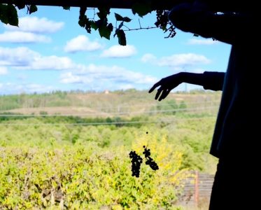 Forming a new visual perception of the Ukrainian winemaking