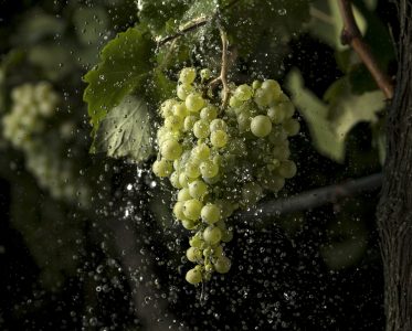 Winery facilities and grape varieties