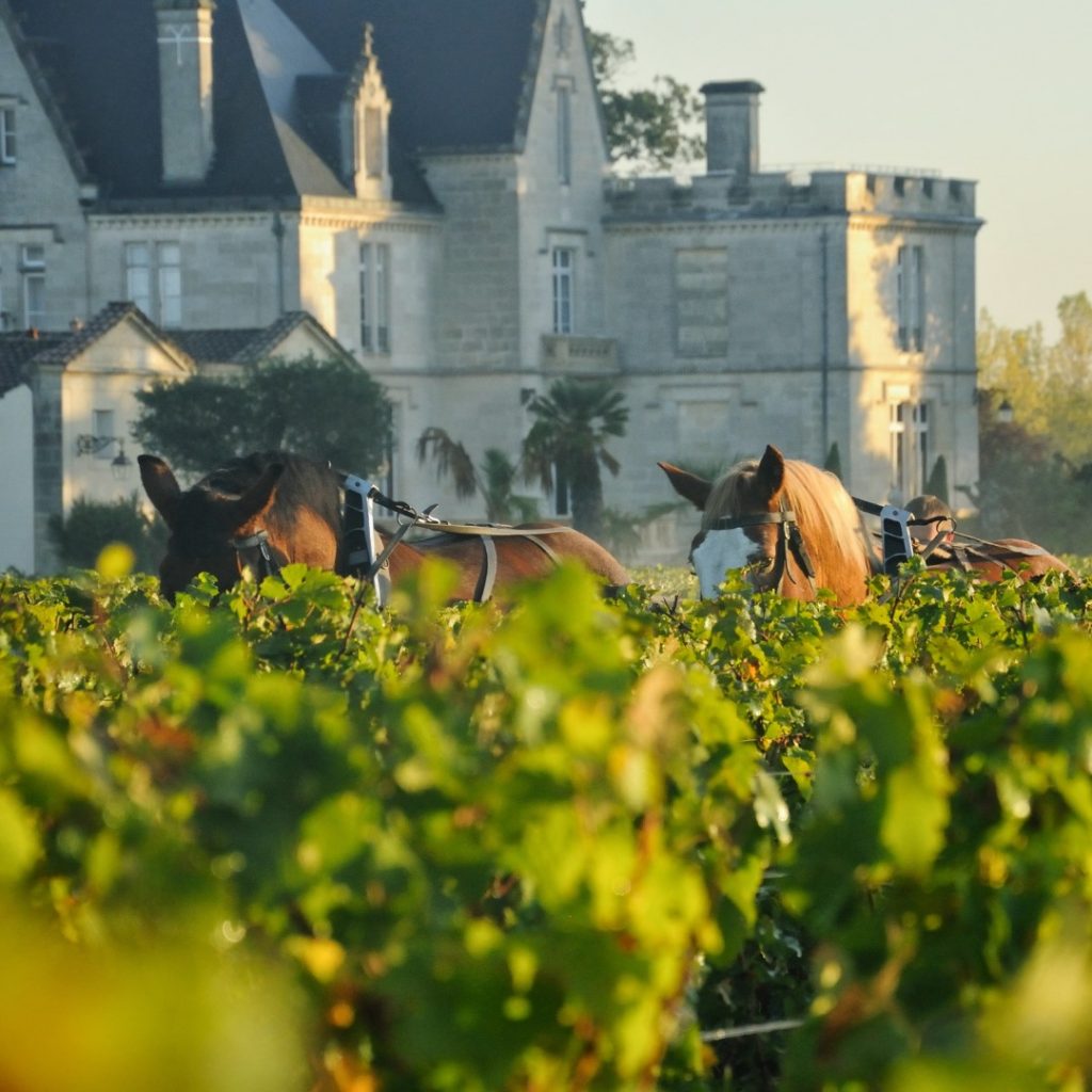 Château Pape Clément 1