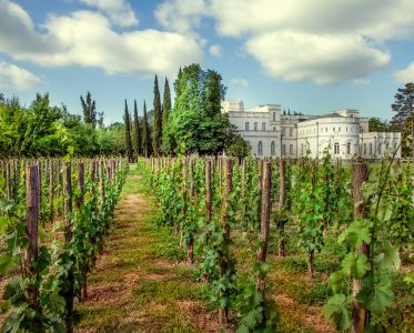 Organic viticulture