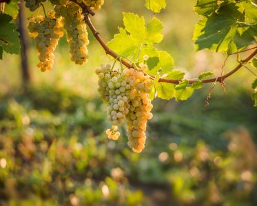 Vibrant wines from the land of sunshine 