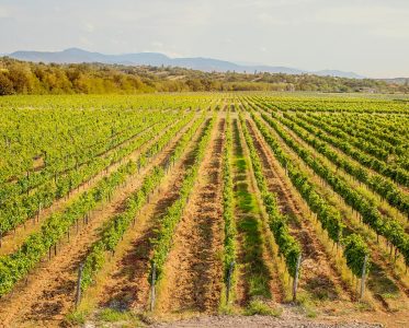 A quality product preserving unique wine varieties