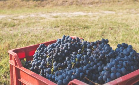 Piemonte: viticulture with passion and reverence for the native land