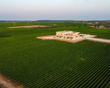 A journey from the vineyard to the cellar