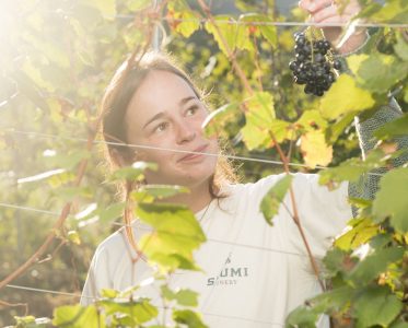 Preserving the Genetic Diversity of Georgian Grape Varieties