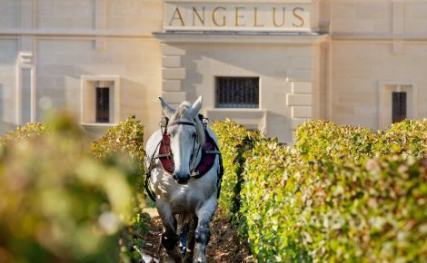 Château Angélus Grand Vin Blanc – great for chosen