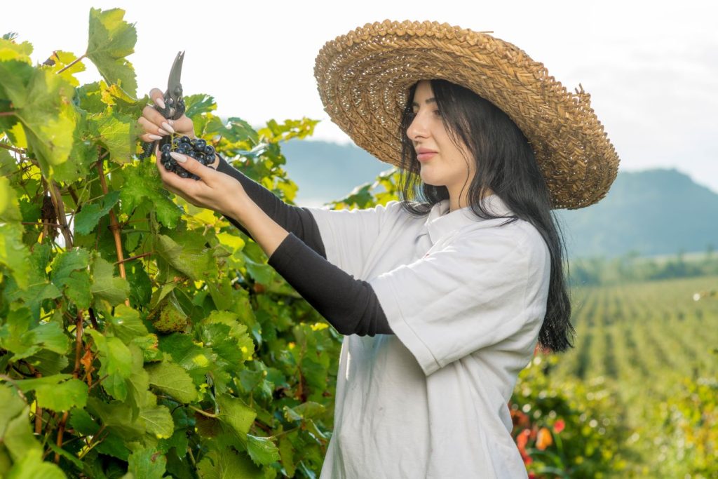 Shumi Winery