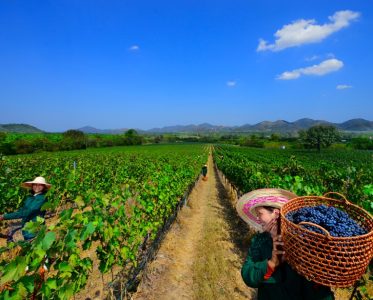 Pioneering Spirits: Chalerm Yoovidhya and the Rise of Thai Wine Culture