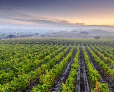 ML-Private Tours: Redefining Wine Tourism Excellence