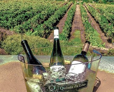 ML-Private Tours: Redefining Wine Tourism Excellence