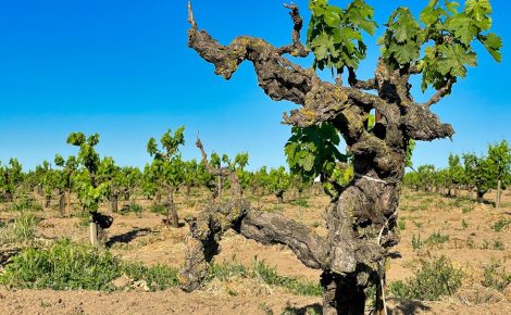 OIV’s Impact: Rediscovering Wine Tourism Through Ancient Vines