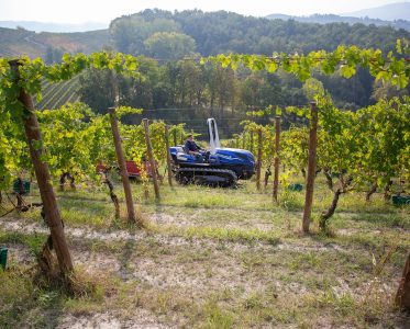 Introduction to Fontanafredda Asti Sparkling Wines