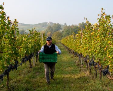 Introduction to Fontanafredda Asti Sparkling Wines