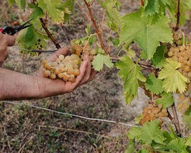 Winery Heritage and Vision 