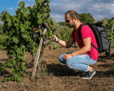 Simone Roveda: A Journey into the Art and Science of Wine