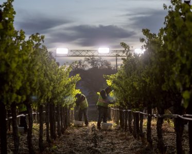 Robert Mondavi Winery: A Napa Valley Icon