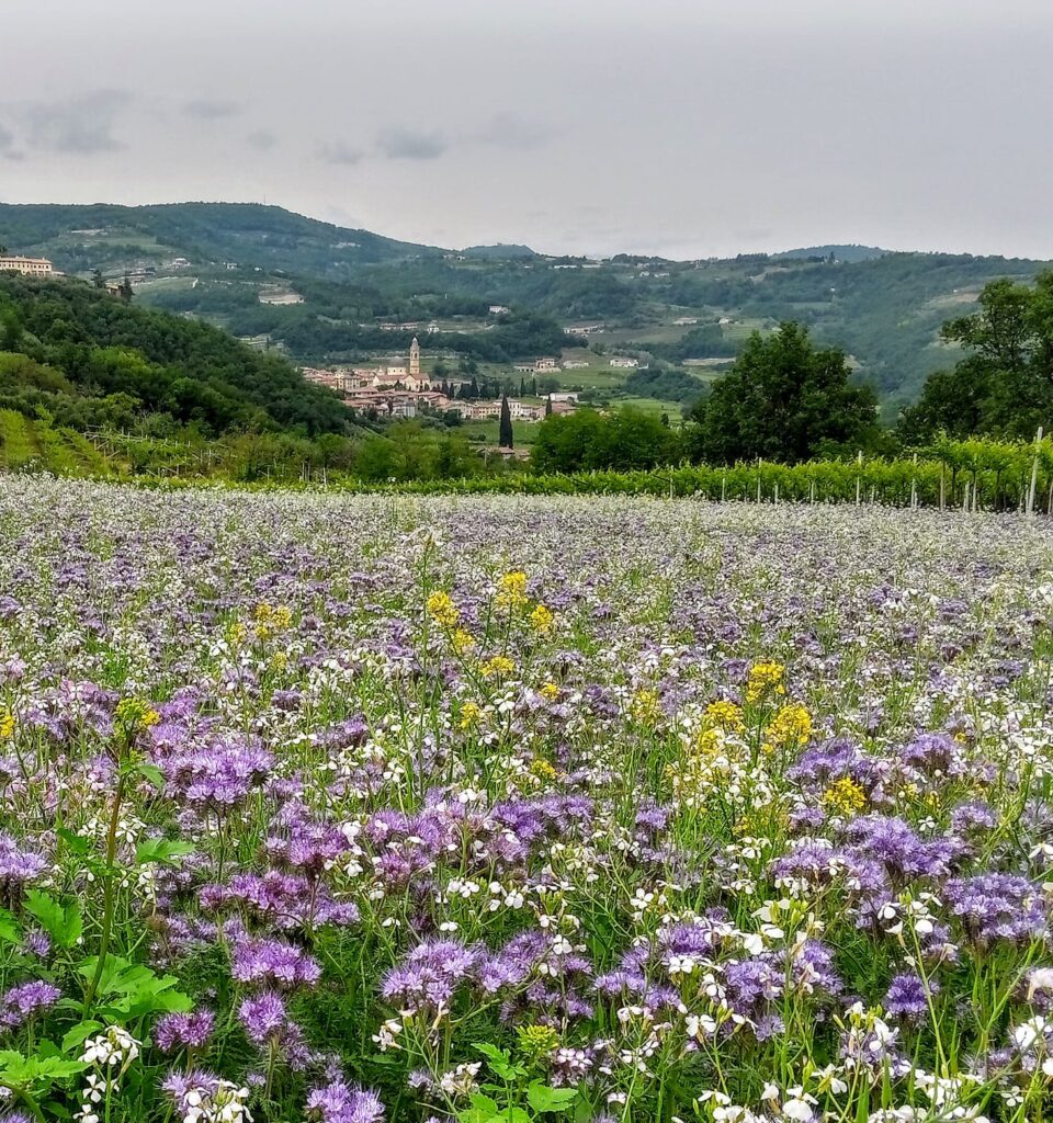 Amarone Opera Prima 2025