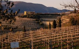 Azienda Agricola Valentina Cubi