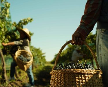 Innovative Winemaking in the Heart of San Miguel de Allende