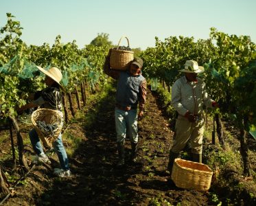 Innovative Winemaking in the Heart of San Miguel de Allende