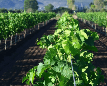 Innovative Winemaking in the Heart of San Miguel de Allende