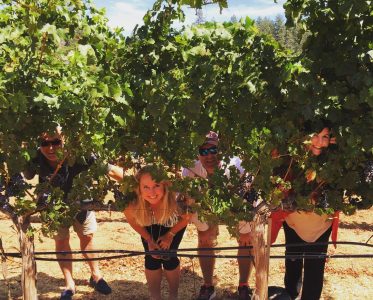 Expansion, Sustainability, and Wine Tourism 