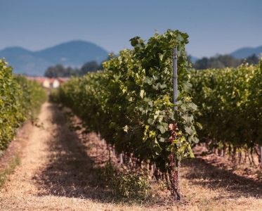 In the Heart of Valpolicella Classico