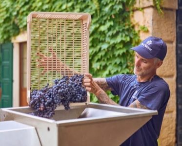 Micro-vinification and natural yeasts