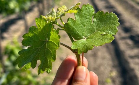 Dos Búhos Named One of the Best Wineries in Mexico by Wine Terroir
