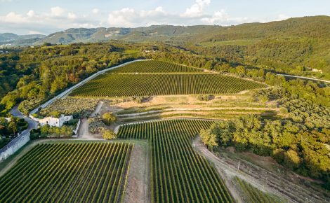 Valpolicella Cuts Production to Protect Value