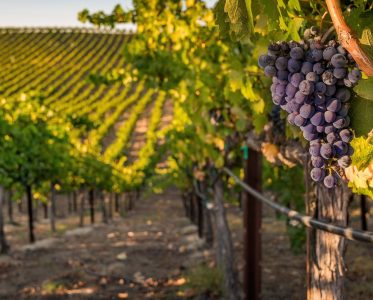 Sustainability is a defining pillar of California as a wine destination