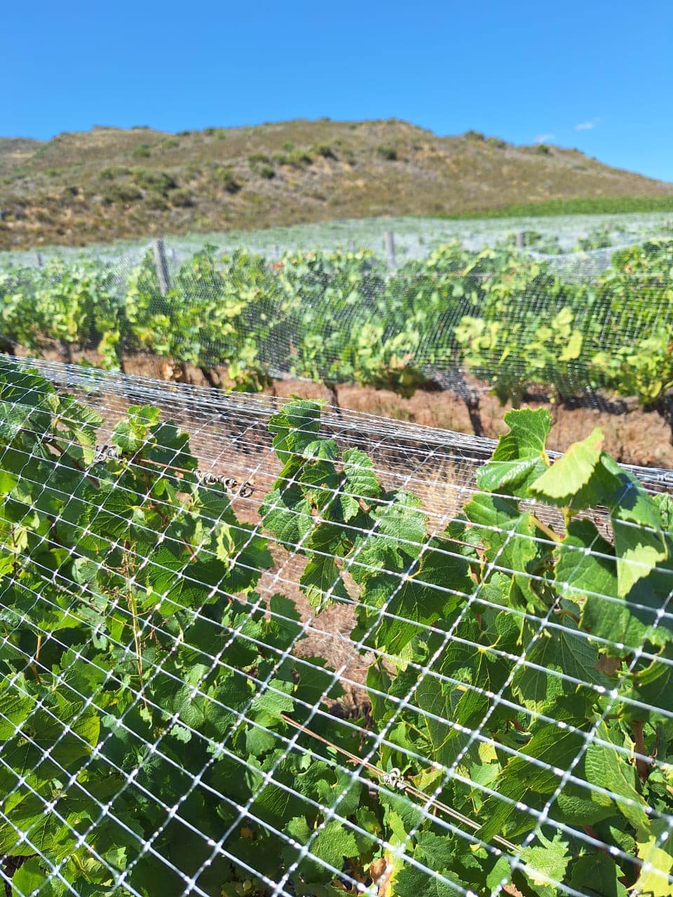 Pinotage