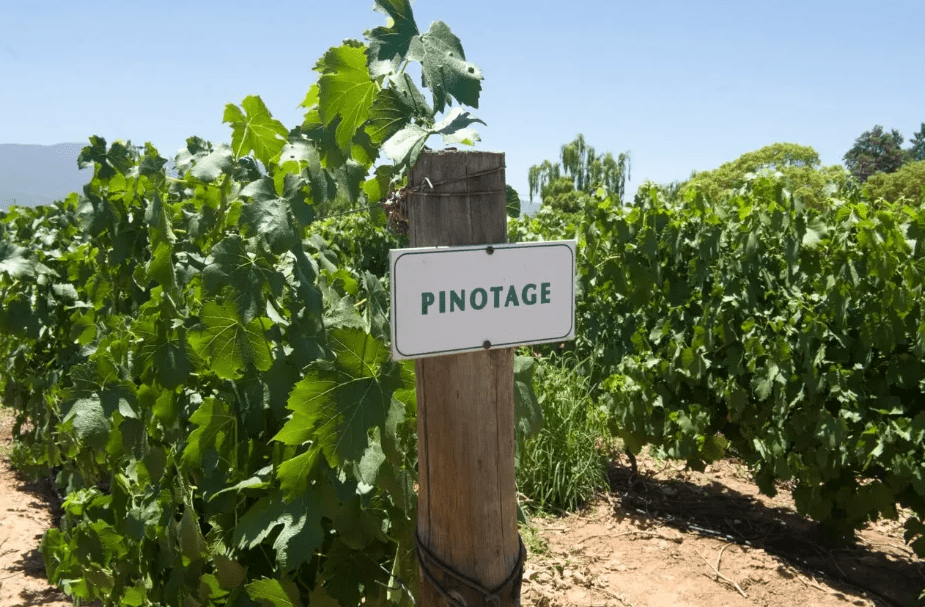 Pinotage