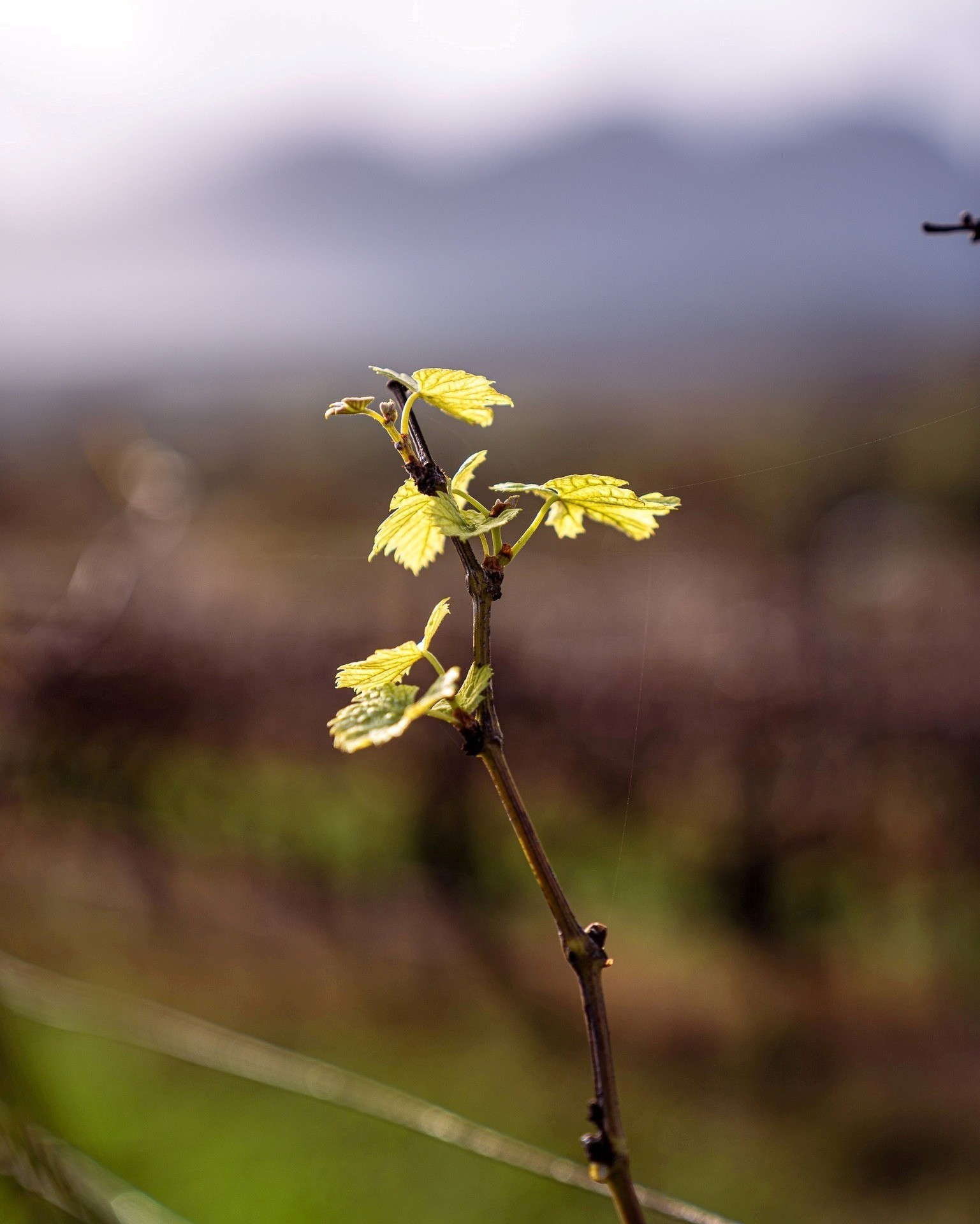 Pinotage