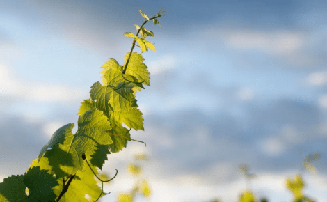 Drinks+ & Wine Travel Awards Establish Collaboration with Educational Organization The Porto Protocol