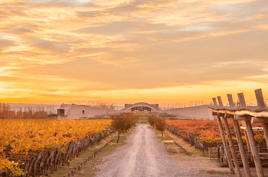 Bodega Alpamanta