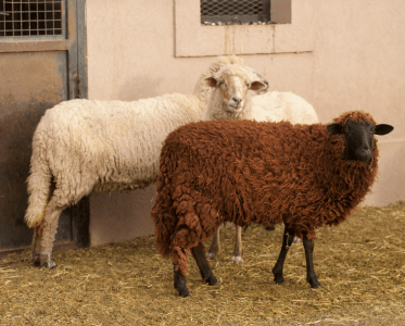 Pioneering Biodynamic Winemaking in Argentina