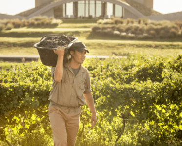 Pioneering Biodynamic Winemaking in Argentina