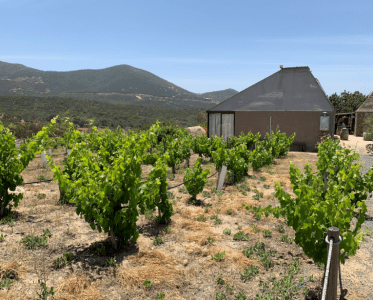 A Conscious Winery Rooted in Nature