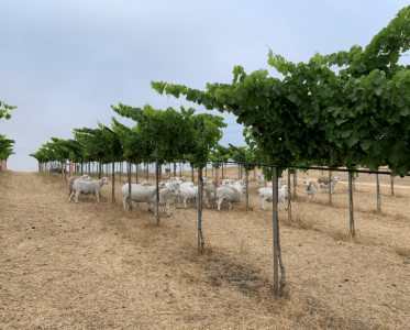 Paicines Ranch Vineyard: A Vineyard Designed by Nature