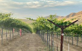 Paicines Ranch Vineyard