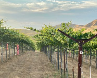 Paicines Ranch Vineyard: A Vineyard Designed by Nature