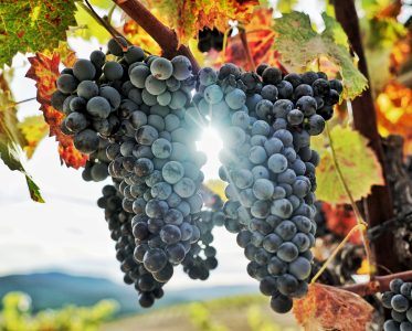 Tablas Creek Vineyard: Pioneers of the American Rhône movement