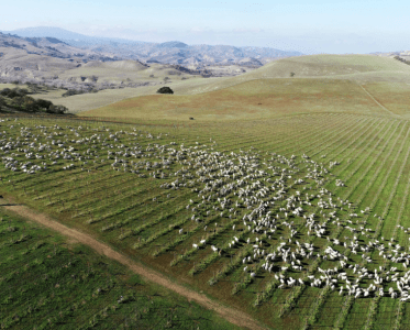 Paicines Ranch Vineyard: A Vineyard Designed by Nature