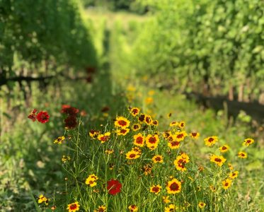 The Symphony of the Plant World: Energy, Connections, Evolution