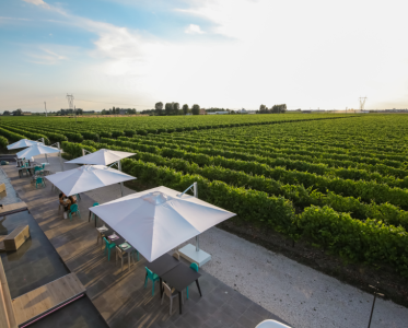 A Must Visit Wine Experience in Emilia