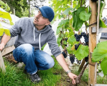 An Italian Heart, a Norwegian Vineyard