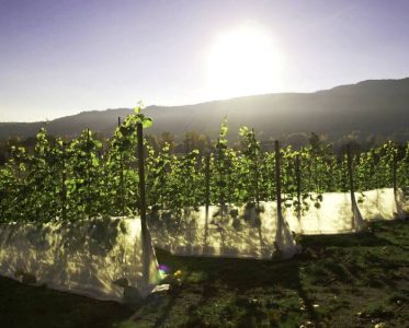 Egge Gård: Pioneering Norwegian Grape Winemaking
