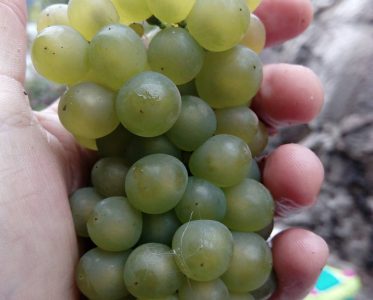 Vineyards and Production